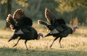 Wild turkeys in a field at golden hour